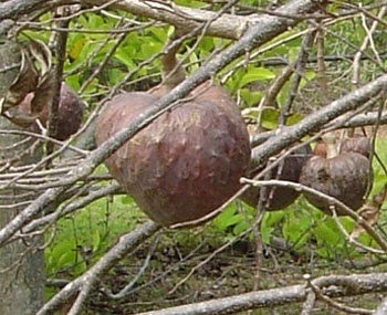 Annona paludosa